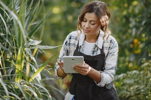 Farmer crouching in a green crop field holding a tablet displaying field maps
