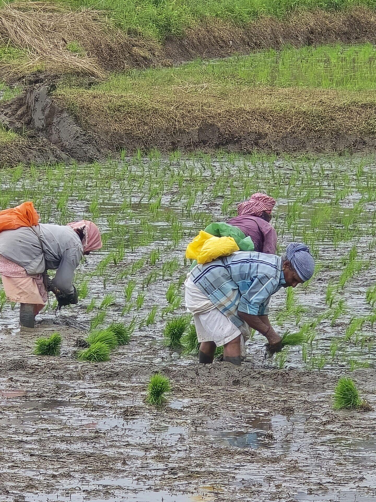 Women farmers inspecting maize crops in a rural African field during harvest season