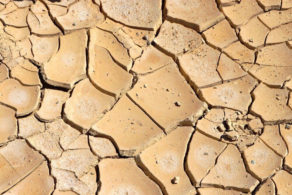 A farmer crouching among dry, yellowing maize stalks in a parched field