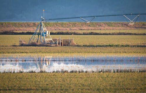 Farmer crouching beside drip irrigation tubing in a crop field
