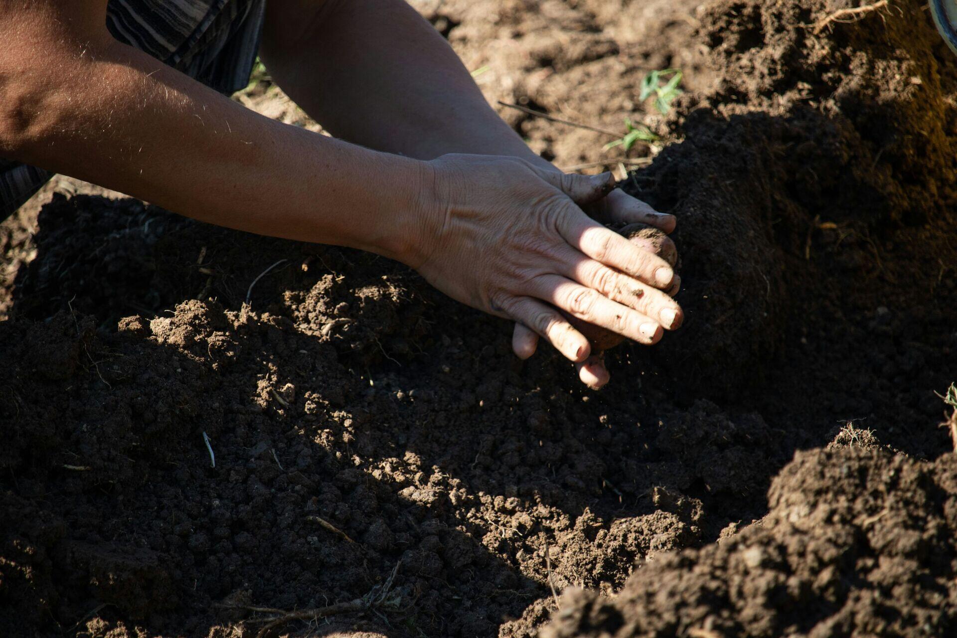 Farmer kneeling in a field collecting soil samples with a probe, green crops in background