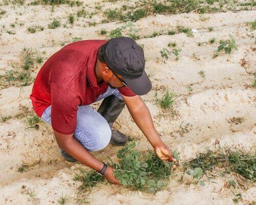 Farmer kneeling in a dry, withered crop field examining damaged plants