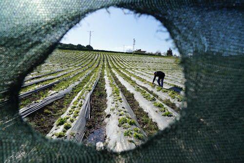 Farmer standing in a green crop field looking at a smartphone screen