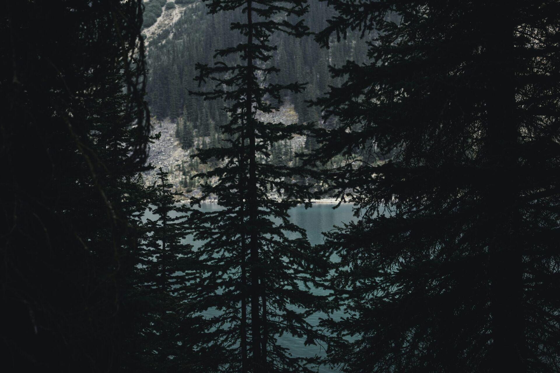 Ecologist with clipboard measuring trees in a dense highland forest